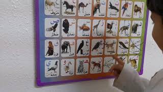 تعليم صور الحيوانات بالحروف الأبجدية مع حماده  Full HD
