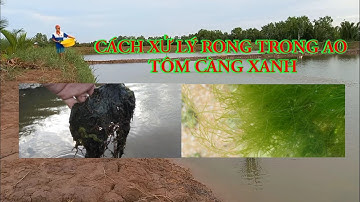 Cách xử lý rong trong ao nuôi tôm càng xanh