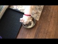 Dog eating Raw Liver: Snowy&#39;s raw meal