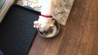 Dog eating Raw Liver: Snowy&#39;s raw meal