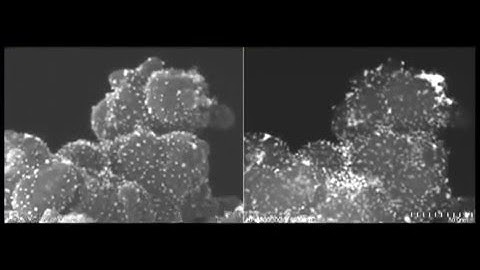 300 kV in situ SEM/STEM observation of Pt/C catalysts using a Hitachi HF-3300 microscope.