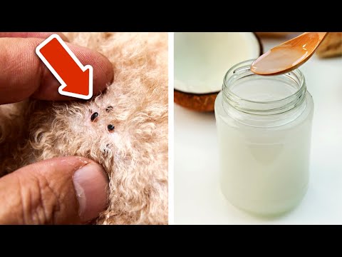 Video: So machen Sie Virgin Coconut Oil für Ihren Hund