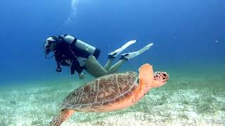 Diving in Belize, Summer 2023. by The CABRA Farmhouse Goat Yoga 137 views 7 months ago 3 minutes, 39 seconds