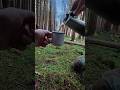 Morning Coffe in Forest &amp; Solo Bushcraft Trip  #survival #wildernesswanderer #bushcraft