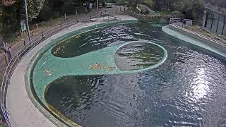 Preview of stream Budapest ZOO - Seal pool