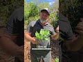 Você conhece essa planta? #sitio #roça #plantas #espinafre #popeye