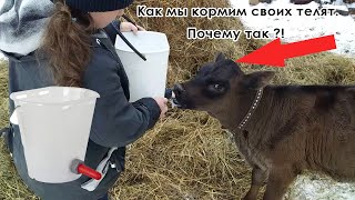 Как мы кормим телят.