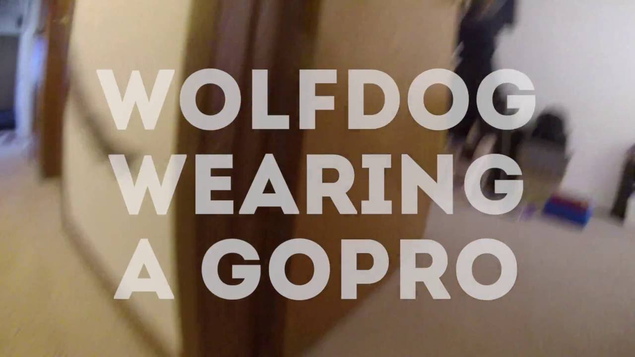 lunarly Wolfdog Wearing a Gopro