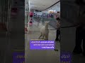 مشهد عجيب سيدة تجر ألبكة داخل مول تجاري والحيوان تنزلق قدماه أكثر من مرة بسبب نعومة الأرضية