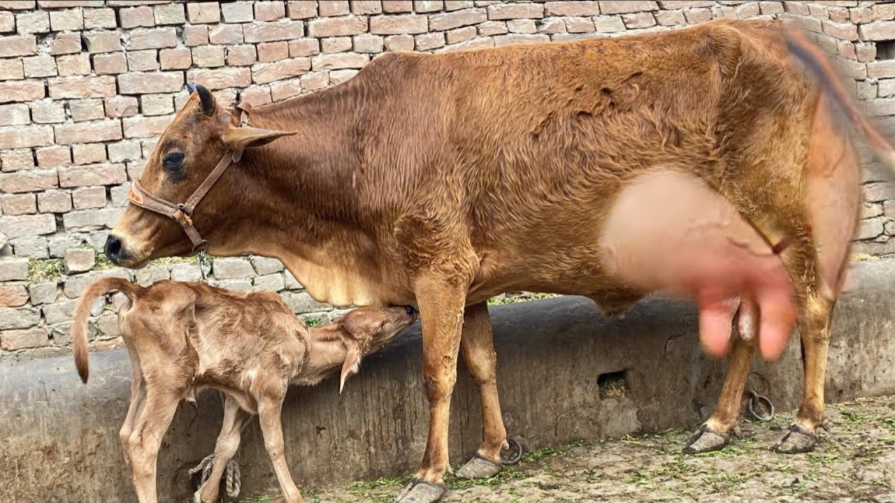 Корова породы чолистани фризская помесь на продажу (03198651951) на YouTube 8 марта 2026 г.