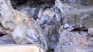 🐒 A Bored Monkey's Day: What Happens When Fun is Out of Reach? 🐒