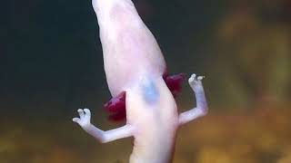 Human Fish screenshot 5