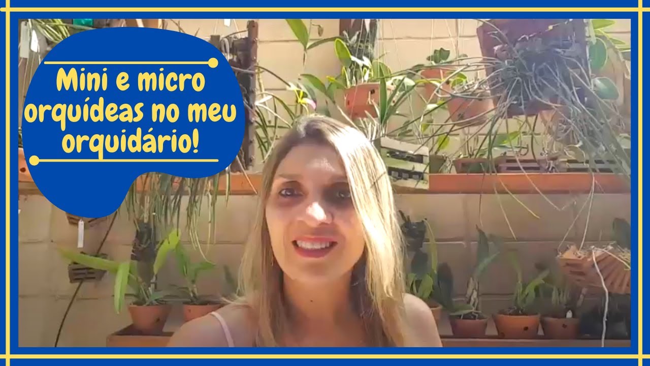 Mini e micro orquídeas no meu orquidário