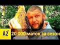 Технология вывода маток. Полезные тонкости польского  матковода Томаша Радзивоновского