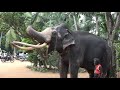 Nedungamuwa  Raja arrives at the Kandy Esala Perahera