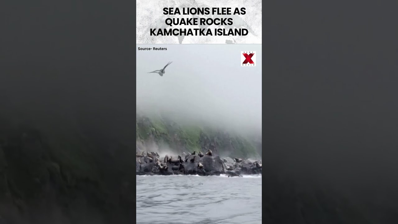 Sea Lions Panic During Kamchatka Earthquake Chaos Shorts Trending NewsX World