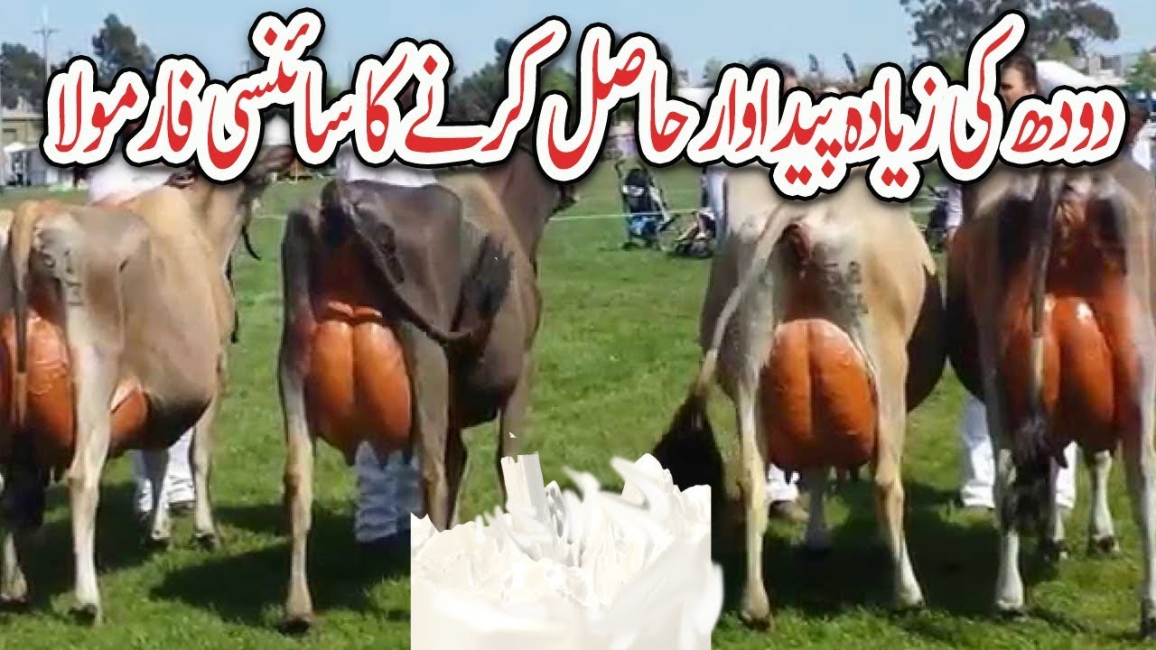 How To Increase The Milk Production Of Your Dairy Farm By Improving Feeding Practices Youtube