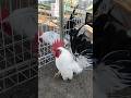 Chabo Cute Mypetdn Chicken Gachua Birds Animals Funny Duck Gatre Gacanh Nature Pets