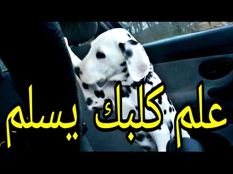 فيديو: 3 طرق لتغذية الصيصان