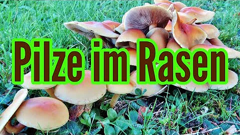 Was tun gegen Pilze im Rasen Hausmittel?