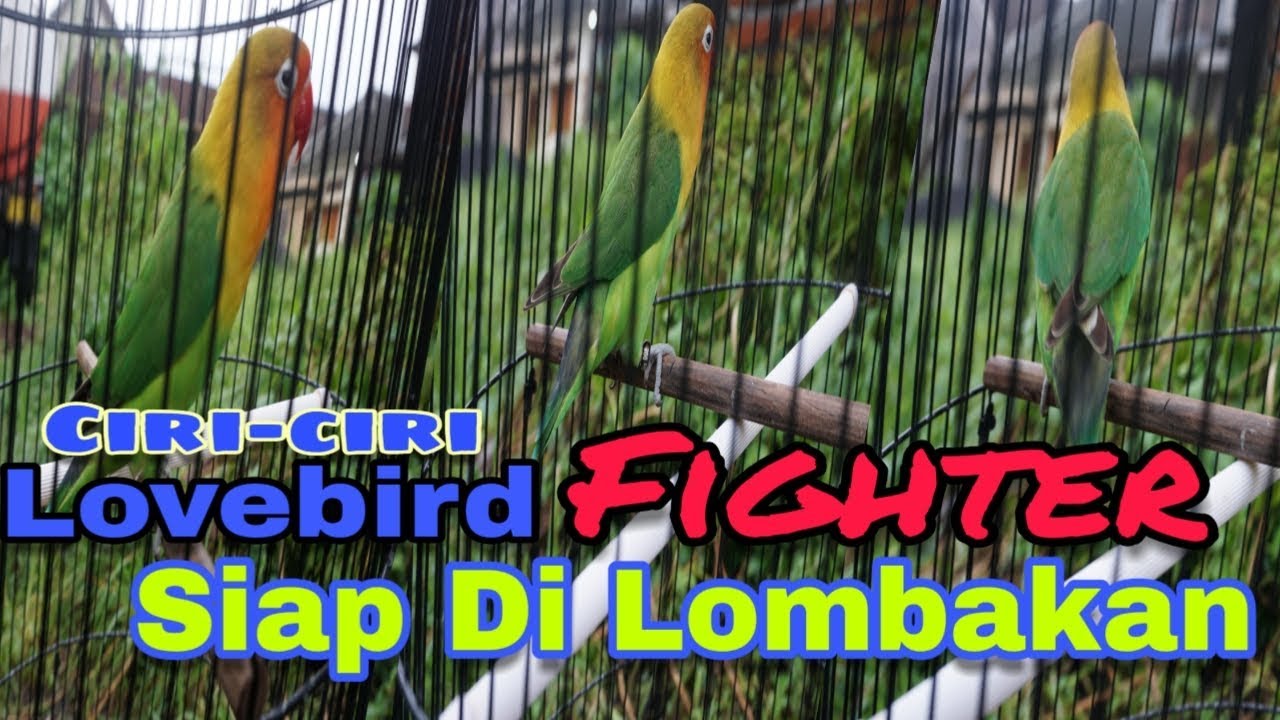 Cara Mengetahui Burung Siap Naik Gantang dengan Mudah dan Cepat Cara Mengetahui Burung Siap Naik Gantang dengan Mudah dan Cepat