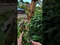 Приехала отдохнуть… а получился субботник