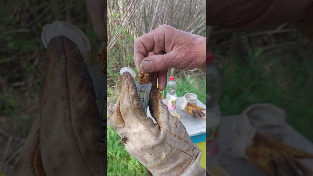 Contrôle de l'éclosion de la reine Carnica