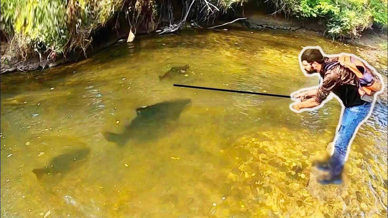 The FISH OF MY DREAMS in a TINY CREEK?! (MASSIVE) YouTube