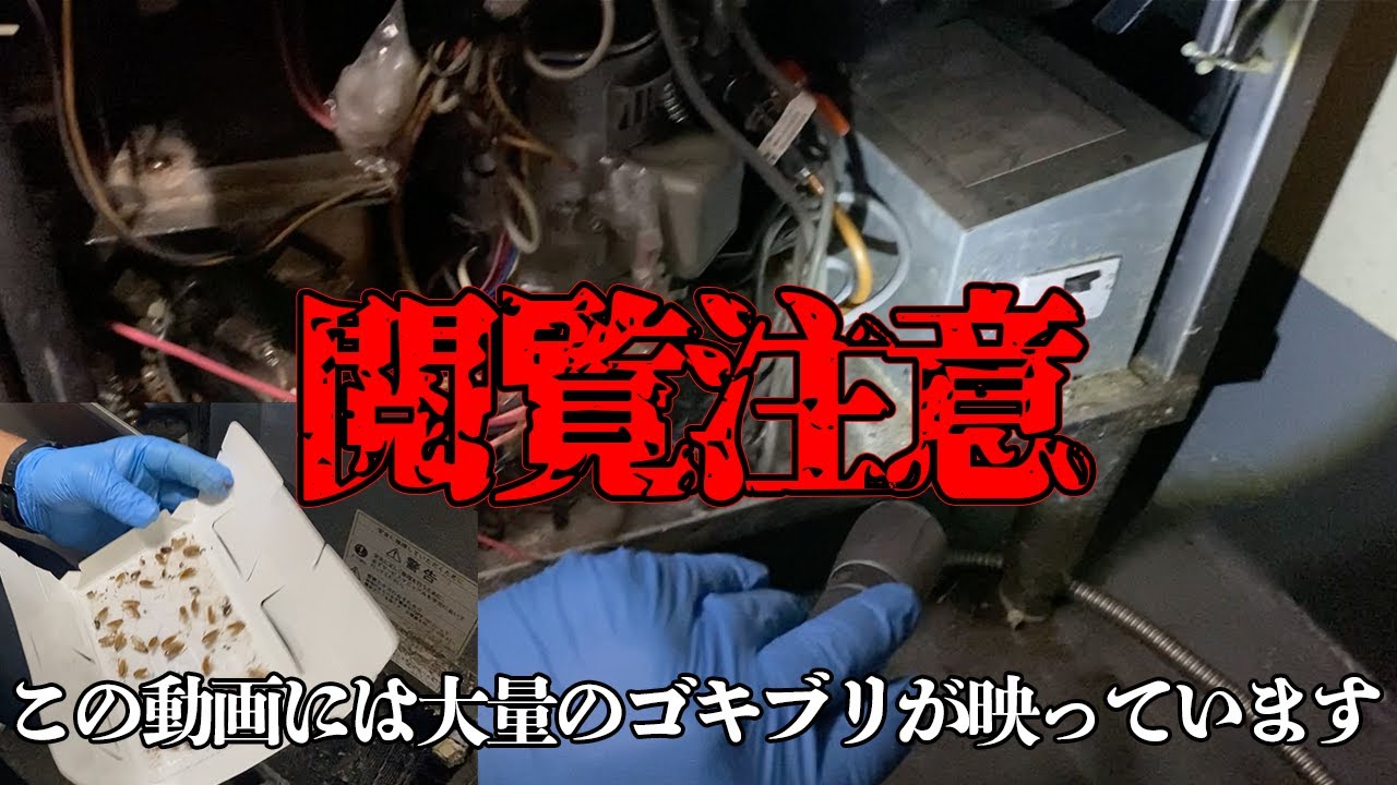 【閲覧注意】コロナ禍で清掃ができなかったお店でゴキブリ駆除してきた！