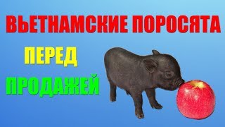 Вьетнамские вислобрюхиеа. Как правильно выбирать, на что обращать внимание. Как правильно кормить.