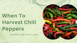 When To Harvest Chili Peppers