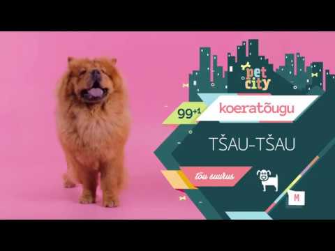 Video: Kuidas Toita Chow Chow Kutsikaid