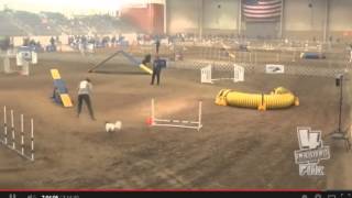 AKC 2014 National Agility Championship - T2B - 8 Class Daneen Fox & Zen -  Livewire-Ets Papillons