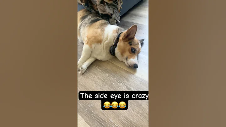 The side eye is crazy lol 😂#puppy #pets #cute #funny #dog #corgi #sideeye #shortvideo