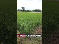 ke sawah pagi ini