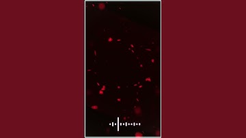 avee player template|black screen template|template video background|leaf te melate|green screen tem