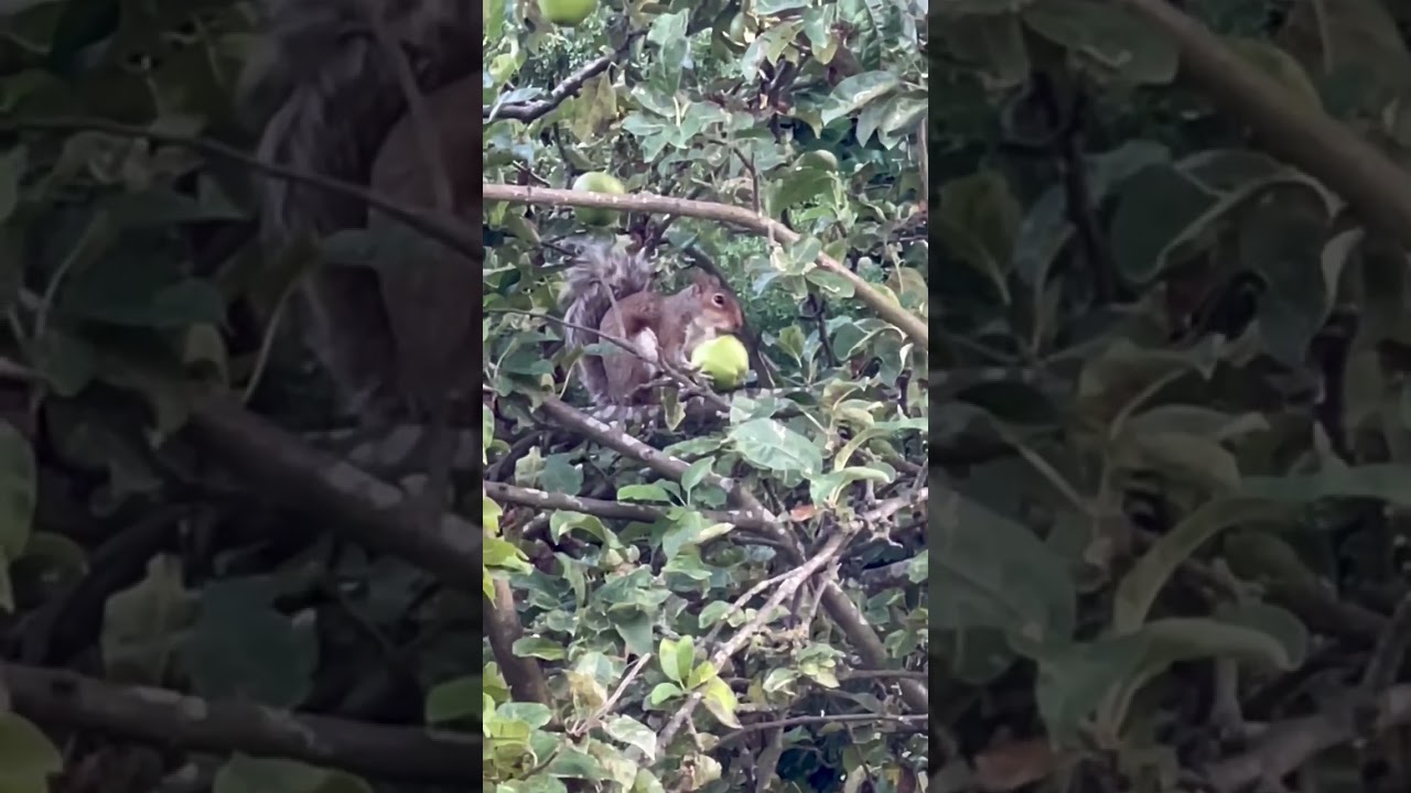 Squirrel Eating Fresh Apple