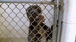 THE HEALTH BENEFITS OF ADOPTING A SHELTER PET