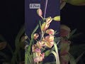 Народження краси#timelapse #flowers #beautiful #orchid #орхідеї #cymbidium #пелорик #