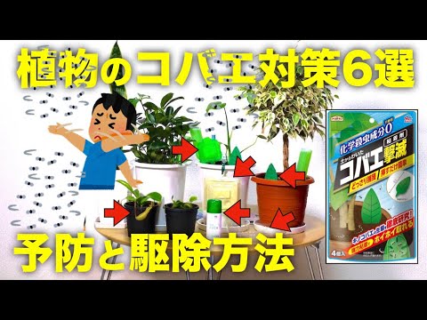 部屋や観葉植物のコバエを予防駆除するおすすめの対策方法 食虫植物や手作りトラップも Youtube