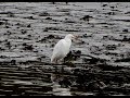 Cattle Egret in St Clement