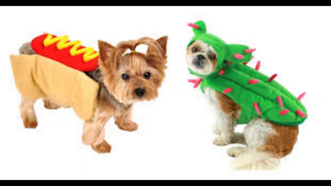 Pet Fashion Show YouTube dog-show-and-a-cat-pet-fashion-show-baguio-city-s-pawskong-malupet