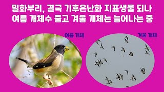 여름철새 밀화부리의 텃새화 조짐/Chinese Grosbeak/コイカル/黑尾蜡嘴 ...
