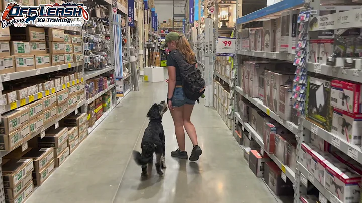 Kaycee | 8 Month Old Bernedoodle | Best Dog Trainer Cleveland, Ohio | Off Leash Obedience