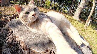 切り株の舞台の上で可愛いポーズを見せてくれるサバトラ猫