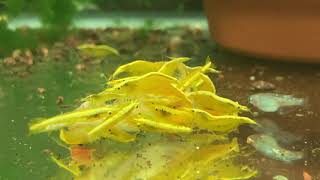 Neocaridina shrimps favorite food of all