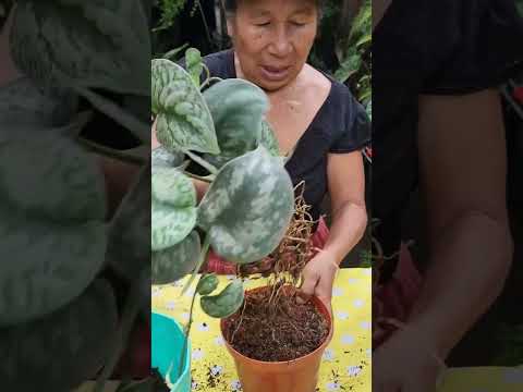 Video: Sustrato para orquídeas. Sustrato de coco en briquetas