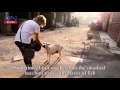 Lebanese - Syrian woman feeds street cats and dogs in Egypt