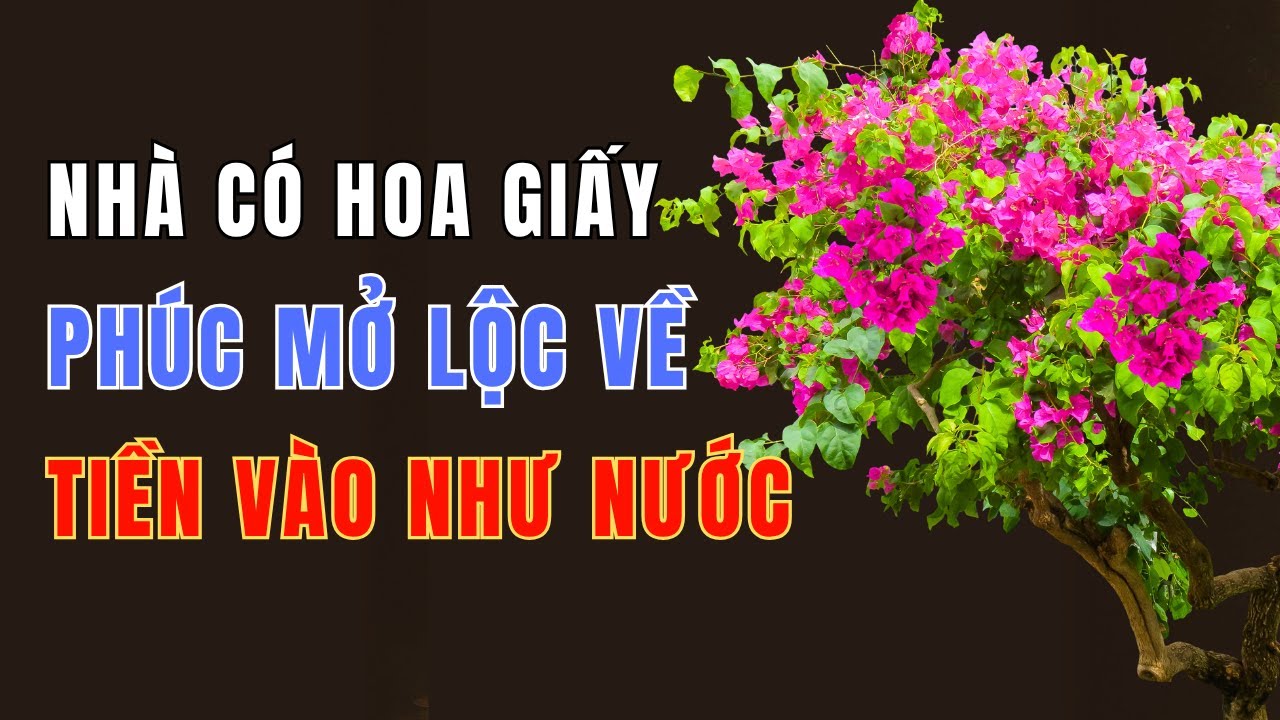 Trồng HOA GIẤY ĐÚNG Chỗ Này – Vận Mở Rộng, Tài Lộc Ùn Ùn Kéo Về, Cả Nhà Hưởng Phúc Suốt Đời!