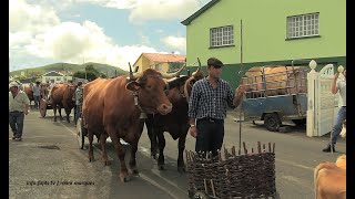 Cortejo do Bodo de Leite – Norte Pequeno – Ilha de São Jorge